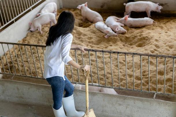 年幼的农场主和铲子工作的采用采用有机的农场猪.农业