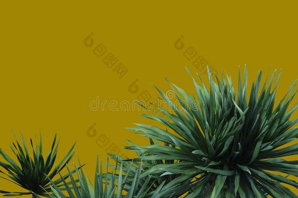 隔离的龙血树属<strong>植物</strong>卢里里加涅普向黄色的背景和夹子