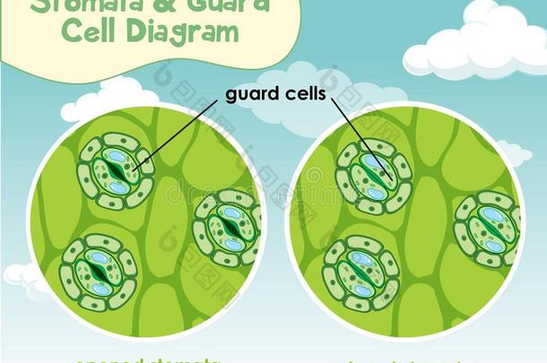 图表展映植物细胞和气孔和警卫细胞