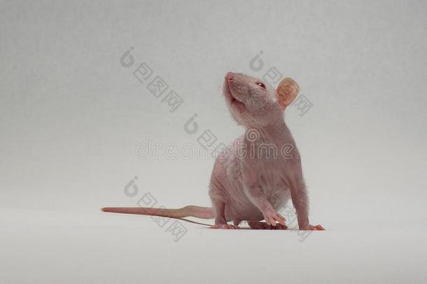 装饰的白色的大老鼠向灰色背景