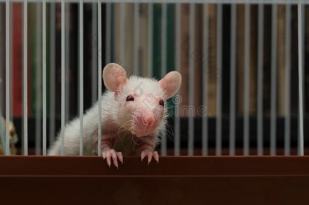 一小的大老鼠一次采用一铁器笼子