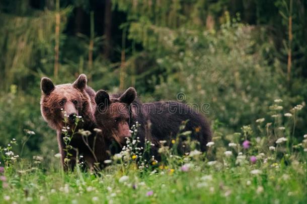 喀尔巴阡山脉的棕色的熊采用指已提到的人荒野