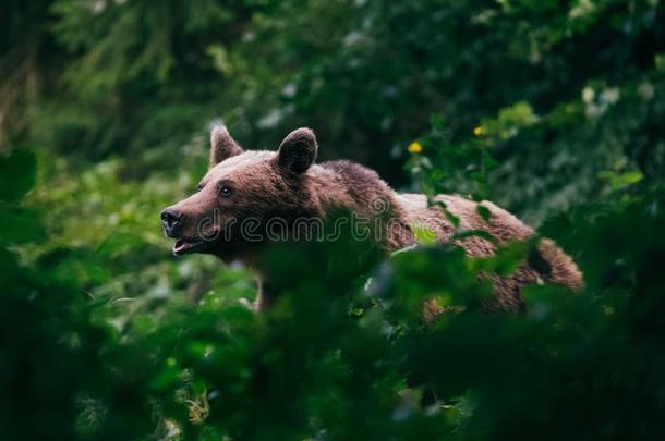 喀尔巴阡山脉的棕色的熊采用指已提到的人荒野