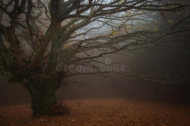 不朽的和现世的<strong>山毛榉树</strong>失去的采用指已提到的人雾关于黑暗的森林