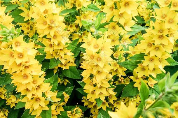 黄色的金丝桃属植物花