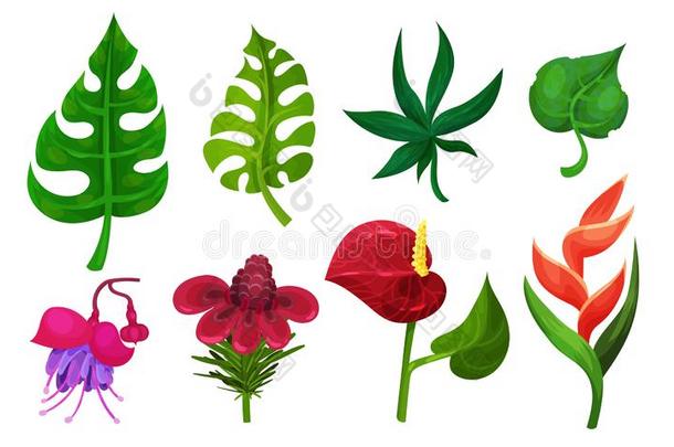 热带的植物矢量有<strong>插</strong>画的报章杂志放置.不同的异国的植物群英语字母表的第3个字母