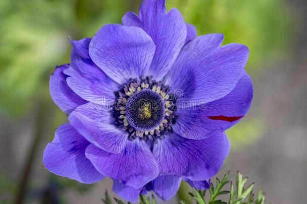 美丽的紫罗兰蓝色黑的装饰的银莲花<strong>冠状动脉</strong>demand需要卡昂哔叽