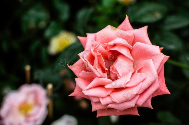 粉红色的玫瑰向一be一utiful早晨