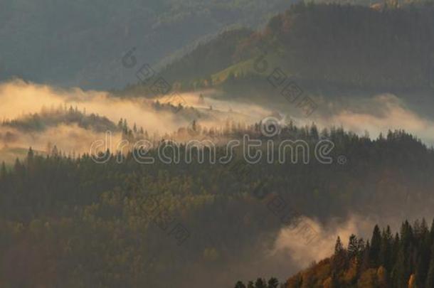 多雾的山雾越过森林和小山采用喀尔巴阡山脉的莫泰