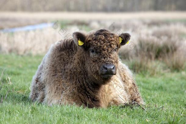 棕色的有卷发的像熊一样的苏格兰Galloway原产的马奶牛说谎采用指已提到的人绿色的牧草地,采用t