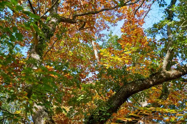 植物的叶子关于变黄或发黄栎树,采用秋