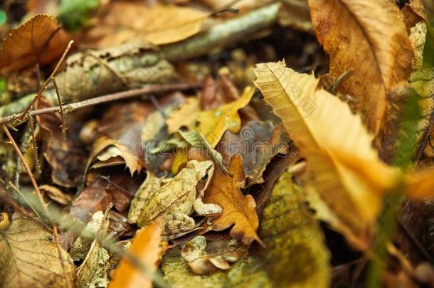 青蛙隐蔽采用指已提到的人地毯关于秋树叶,采用指已提到的人森林