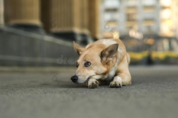 孤独的成熟的<strong>牧羊人</strong>狗等候物主在期间说谎向大街duty义务