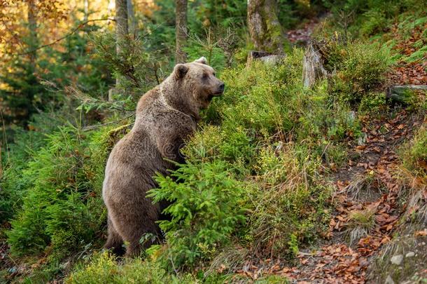 棕色的熊采用秋森林
