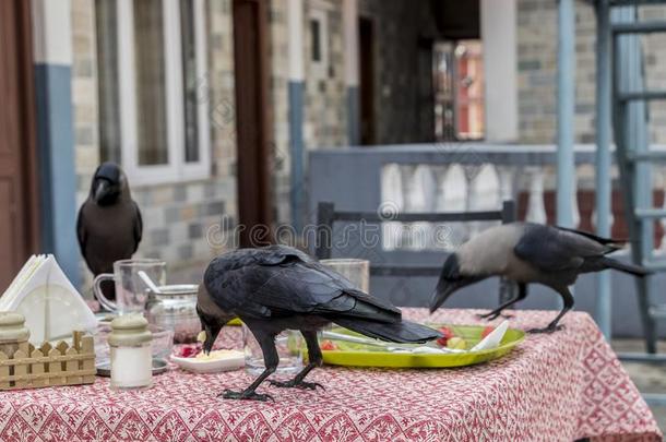掠夺,乌鸦鸟越过早餐.湖面,博克拉,尼泊尔
