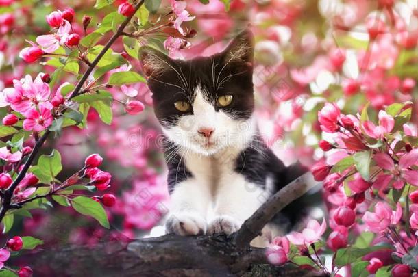 肖像关于一小猫一次向一n苹果树和粉红色的花