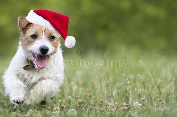 假日狗,幸福的圣诞<strong>节</strong>SociedeAnonimaNacionaldeTransportsAereos国家航空运输公司宠物小狗<strong>跑步</strong>