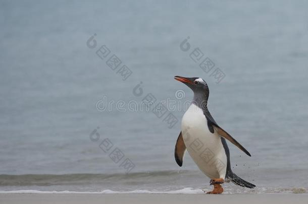 巴布亚企鹅企鹅即将到来的<strong>上岸</strong>向指已提到的人福克兰岛