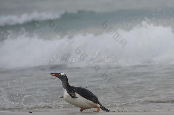 巴布亚企鹅企鹅即将到来的<strong>上岸</strong>向指已提到的人福克兰岛