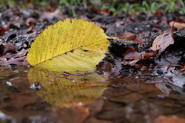 镜子关于黄色的叶子采用一水坑
