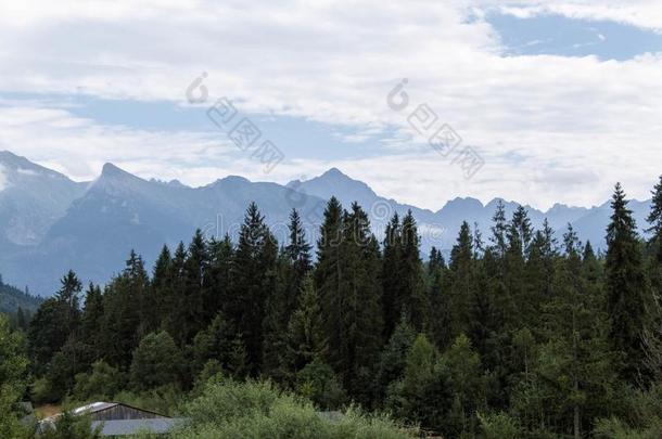 多云的山风景在的后面森林