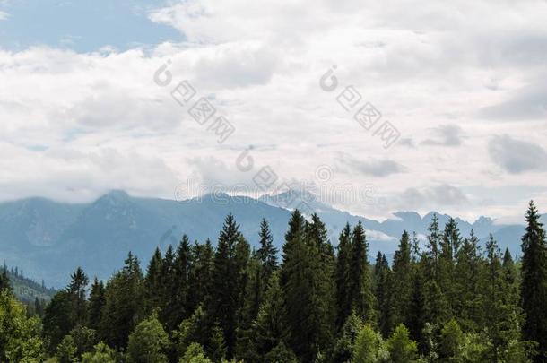 多云的山在的后面树风景