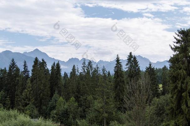 多云的山在的后面树风景