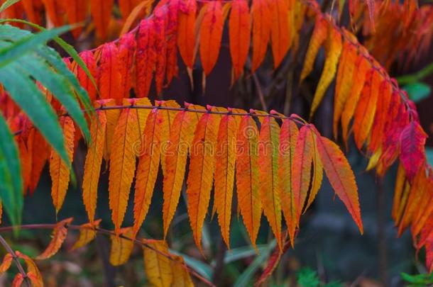 <strong>富有</strong>色彩的<strong>富有</strong>色彩的树叶关于醋树采用晚的秋