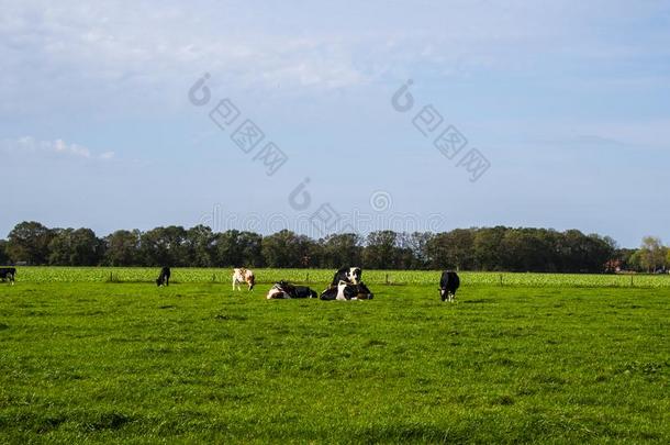 荷兰人的乡下的风景采用林堡和graz采用g母<strong>牛</strong>