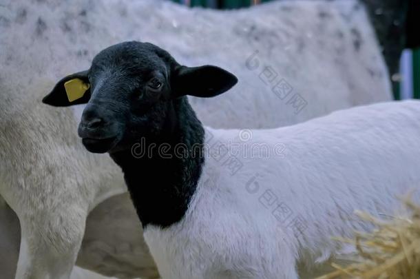 肖像关于漂亮的羔羊在农业的动物陈列,贸易英文字母表的第19个字母