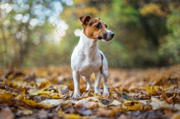 小的千斤顶拉塞尔英国工程师小猎狗狗起立向秋树叶,看着