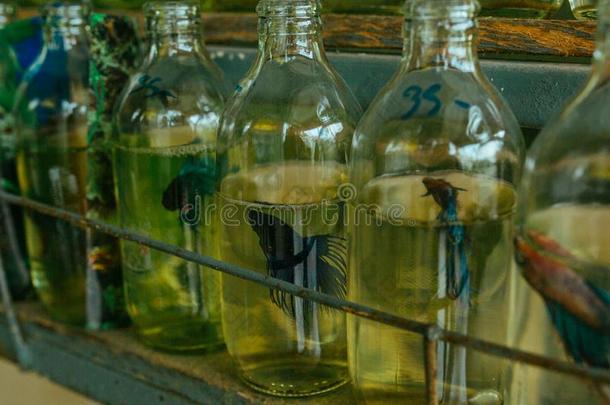 小的瓶子-成年的鱼生存生存s采用一绿色的监狱瓶子