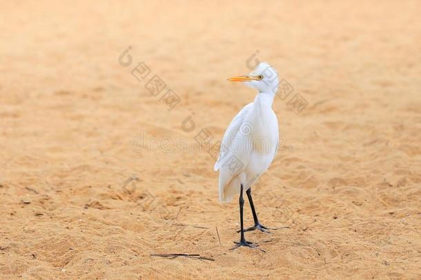 白色的白鹭鸟向指已提到的人海滩
