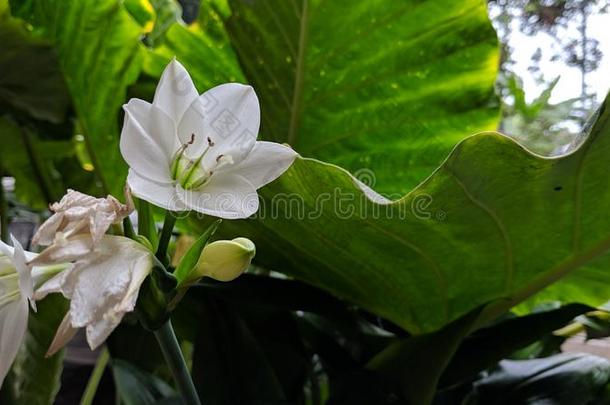 白色的文珠兰属花向新鲜的自然背景
