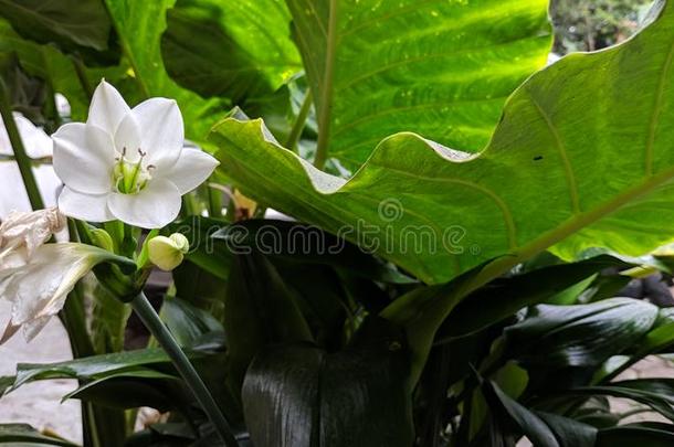 白色的文珠兰属花向新鲜的自然背景