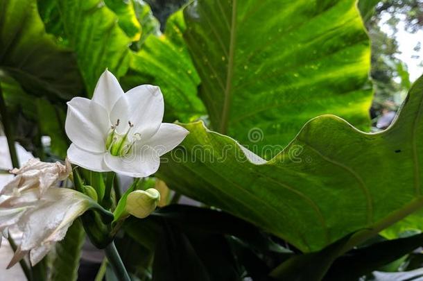 白色的文珠兰属花向新鲜的自然背景