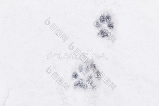 爪印关于一狗向雪