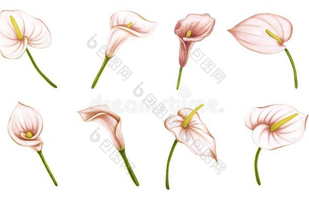 放置关于手绘画s关于t粉红色的-米黄色花木槿,花烛属植物,