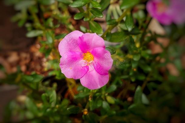 粉红色的有色的关于马齿苋属的植物大花<strong>蔷薇花</strong>或通常地叫