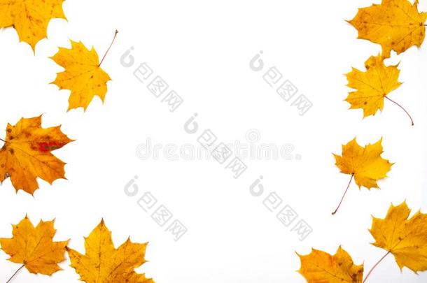 秋背景.树叶.枫树树叶向白色的背景.荧光标记抗体