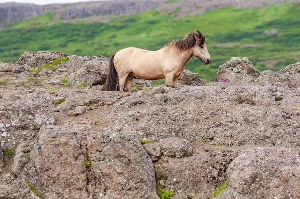 冰岛的马起立向一多岩石的山坡,北方的冰岛