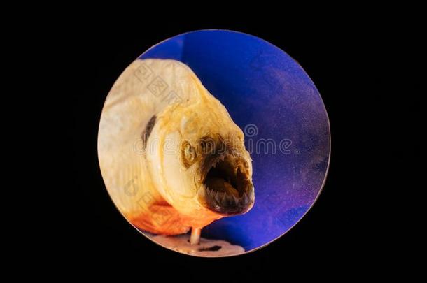 水虎鱼食草动物鱼采用摩纳哥城市热带的水族馆