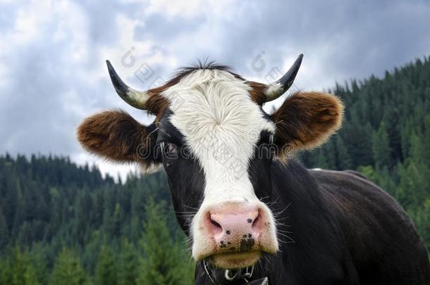 指已提到的人上端关于一年幼的奶牛和一粉红色的鼻子一g一inst指已提到的人b一ckdrop关于