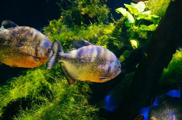 水虎鱼食草动物鱼采用摩纳哥城市热带的水族馆