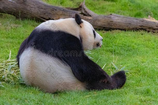 巨人熊猫,年幼的熊熊猫
