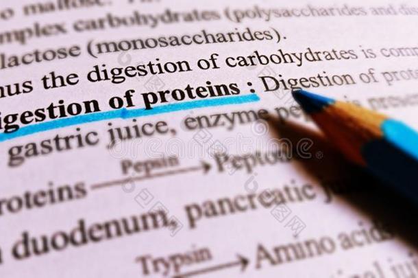 消化的关于蛋白质进入中指已提到的人身体讲解向白色的纸她