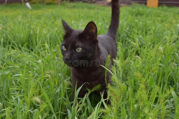 黑的猫,黑的猫和绿色的眼睛,黑的猫.猫采用一绿色的