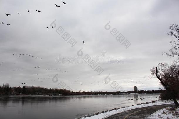 加拿大goose的复数形式向冬湖下雪的岸寒冷的
