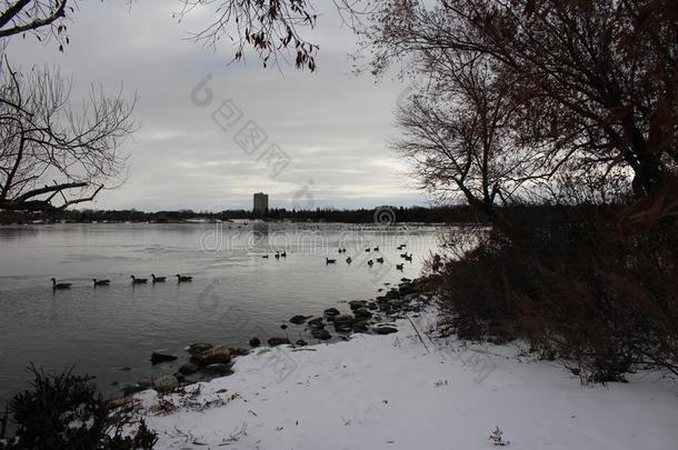 加拿大goose的复数形式向冬湖下雪的岸寒冷的