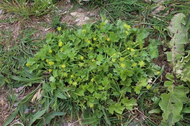 <strong>毛茛属植物</strong>鼠兔-野生的<strong>植物</strong>